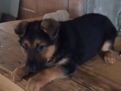 Vand pui Ciobanesc german Bucuresti/ Giurgiu